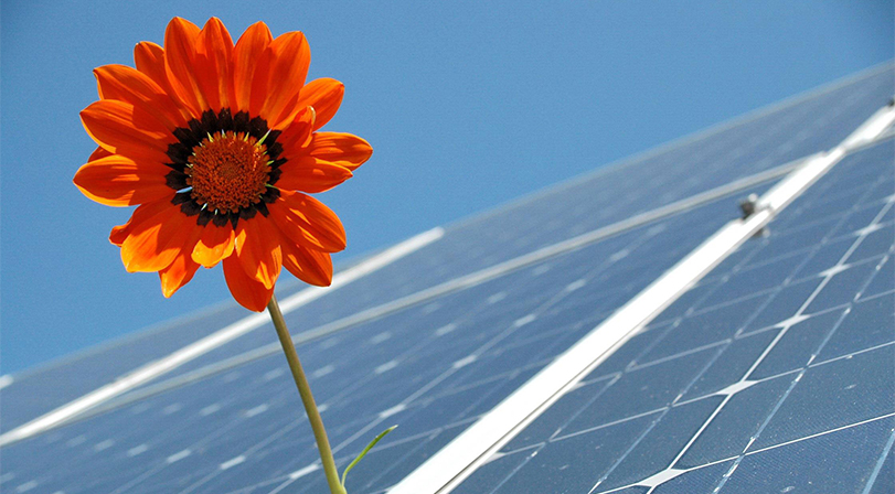 Photovoltaik und Blume auf einem Dach